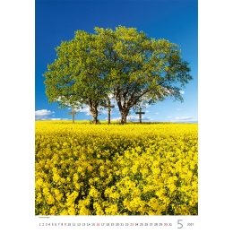 2027 Wall Calendar: Trees/Bäume/Stromy (1)